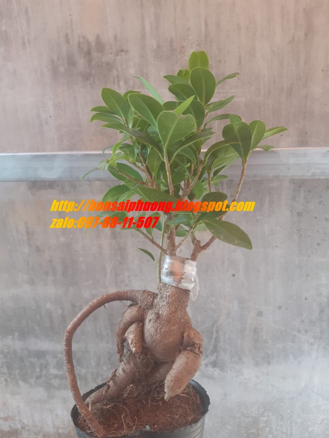 cây si nhật bonsai