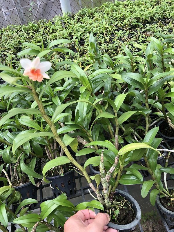 Lan Damry trưởng thành sắp hoa