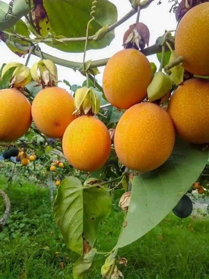 Cây giống chanh leo ngọt colombia