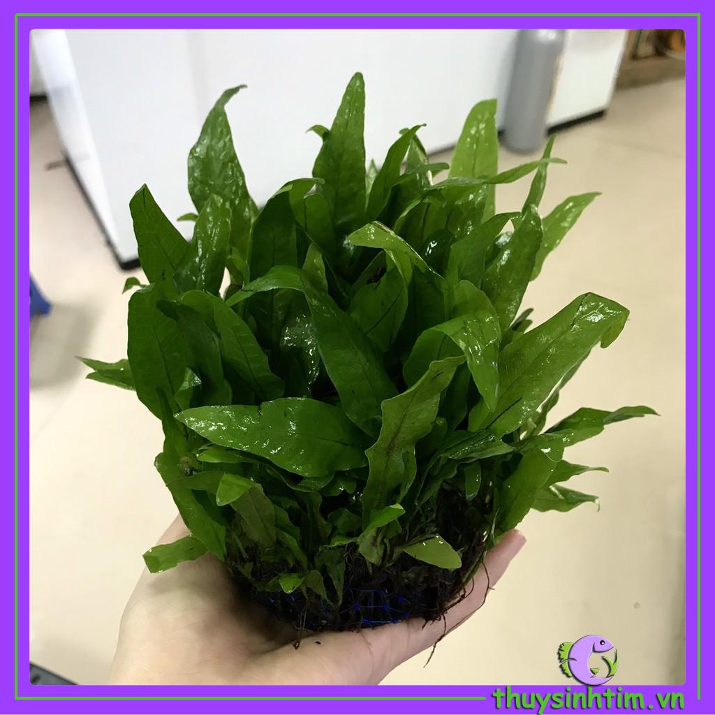 Dương Xỉ Mỹ Nhân Bụi Tròn - CÂY THỦY SINH