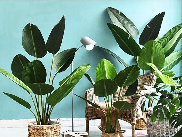 CHẬU CÂY CHUỐI CẢNH RẺ QUẠT, CÂY LỚN ĐẸP MANG MAY MẮN TÀI LỘC CHO GIA CHỦ