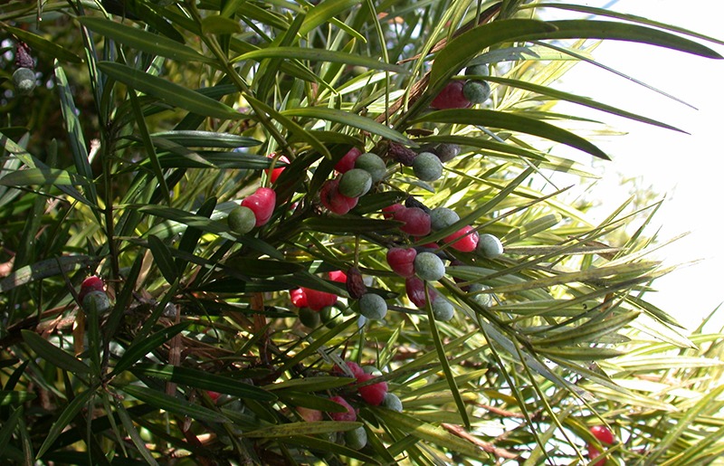 CÂY GIỐNG TÙNG LA HÁN [ CÂY PHONG THỦY ]