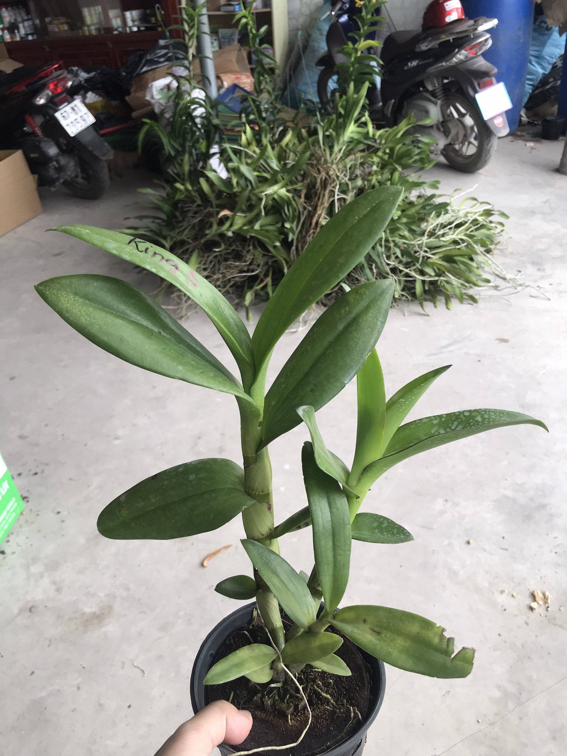 Hoa lan denro nắng kinh 3