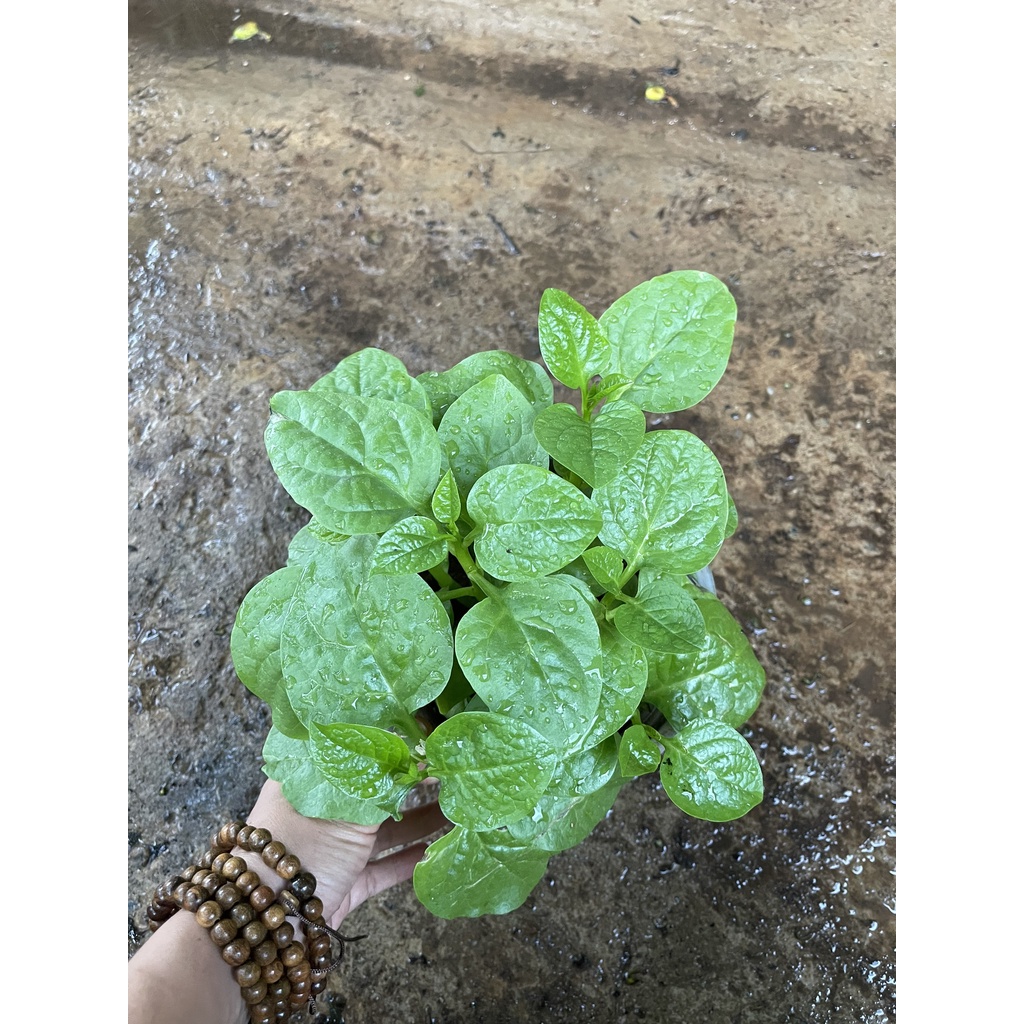 Chậu cây rau mồng tơi....