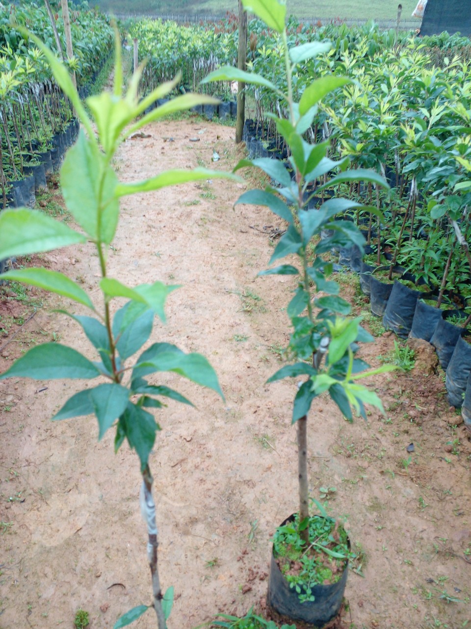 CÂY GIỐNG MẬN HẬU QUẢ TO NGỌT