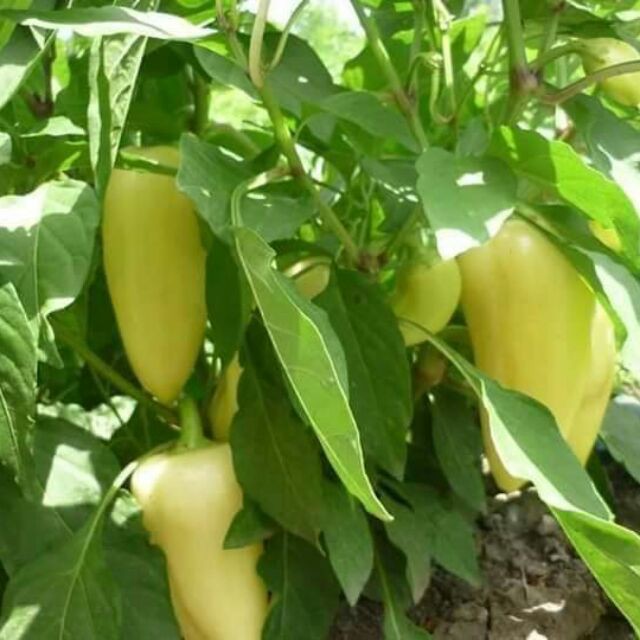 Hạt giống ớt đùi gà nhập khẩu Thái Lan