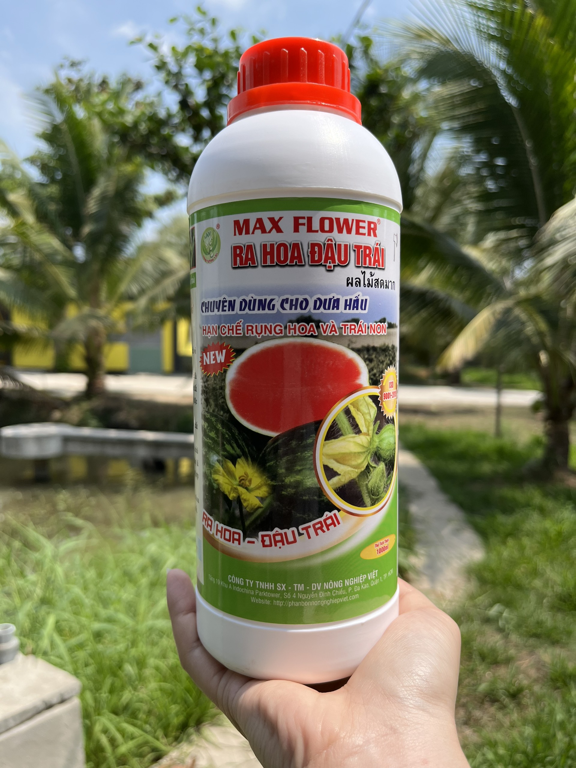Siêu Ra Hoa Đậu Trái Dưa Hấu