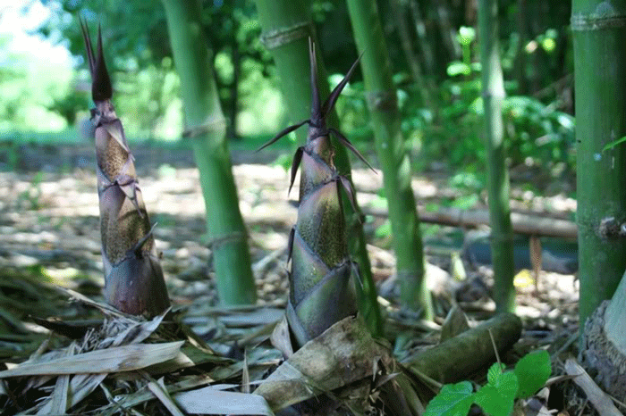 Măng lay (200g măng/1 bịch)