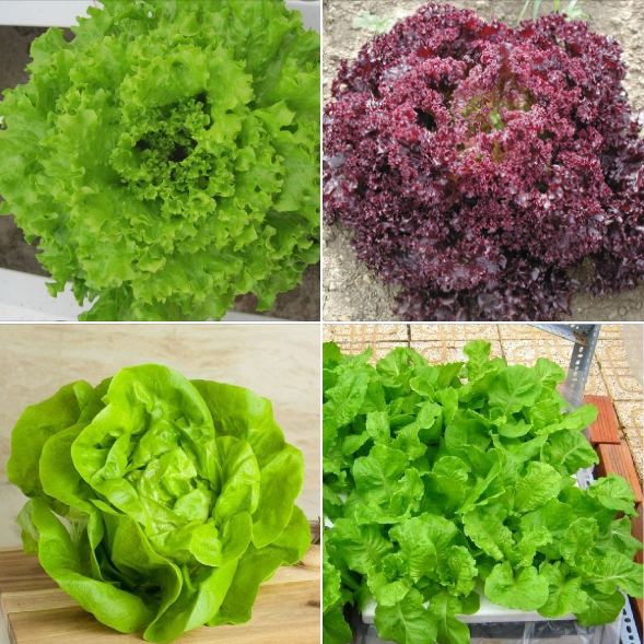 Combo 4 gói hạt giống xà lách ( xà lách xoăn tím- xoăn xanh - xà lách đăm - xà lách chịu nhiệt)
