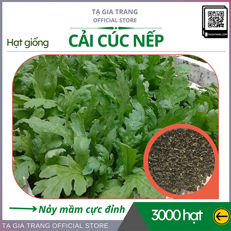 Hạt giống rau cải cúc nếp (tần ô lá tròn) - Shop hạt giống Tạ Gia Trang