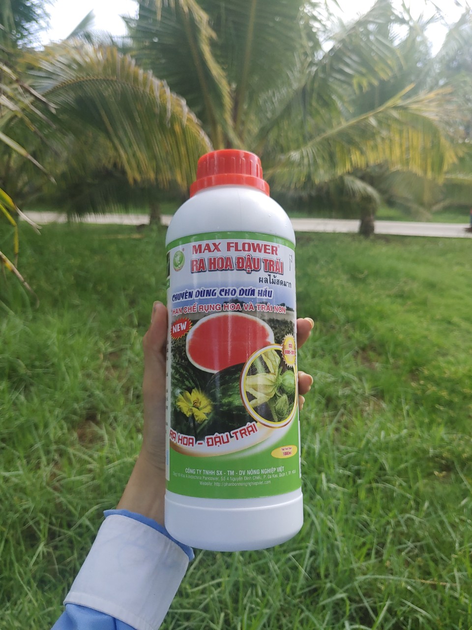 Siêu Ra Hoa Đậu Trái Dưa Hấu