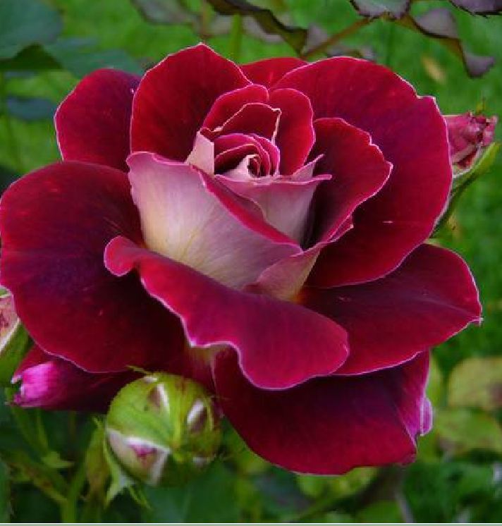 Mixed Dutch Rose Seeds (20 Seeds/Includes Seed Germination Stimulant Package)