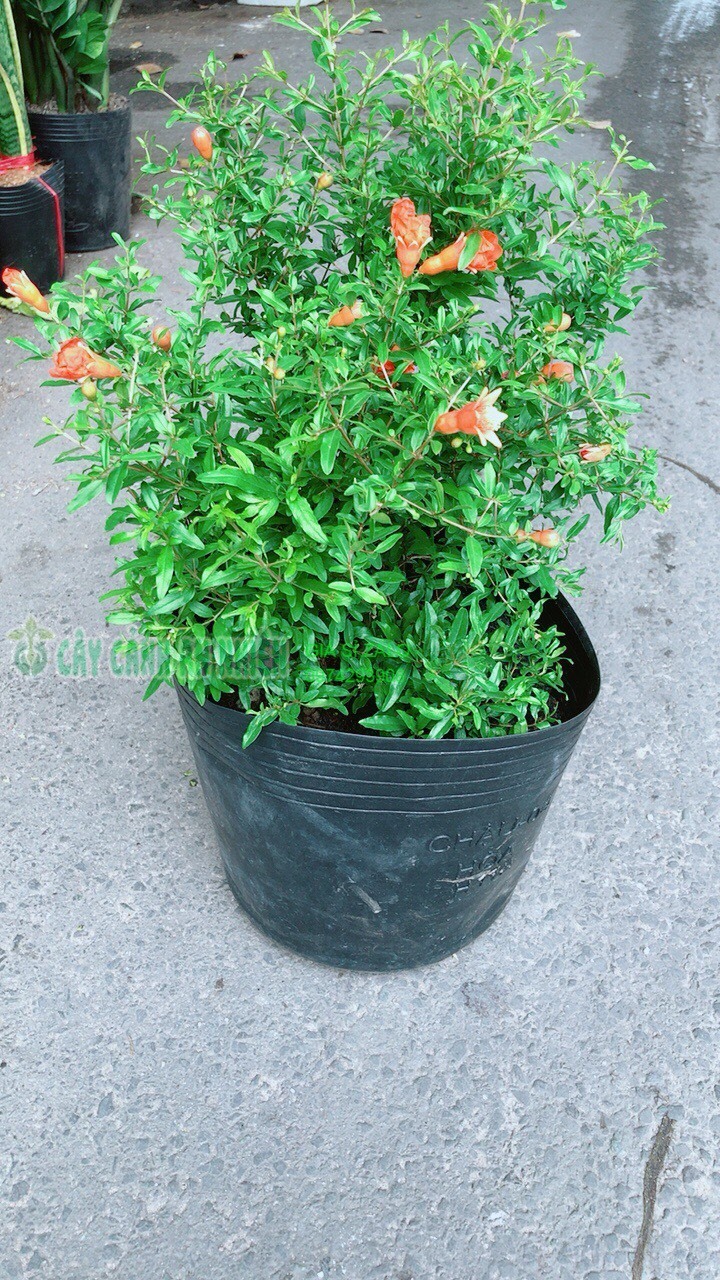 Cây Lựu Cho Nhiều Bông Nhiều Trái