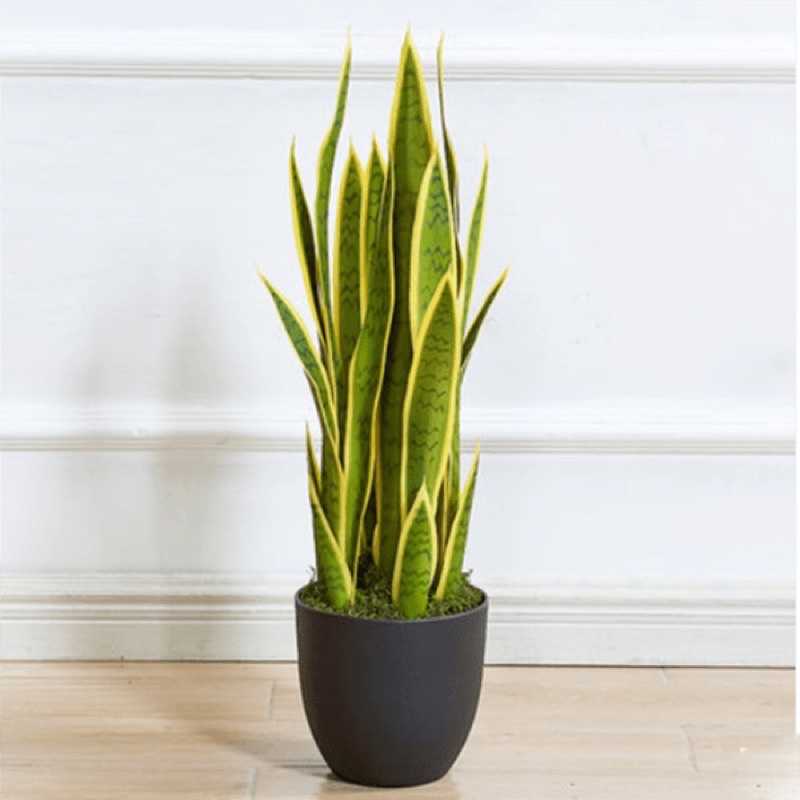lưỡi hổ viền vàng cây giống (1 cây giống)
