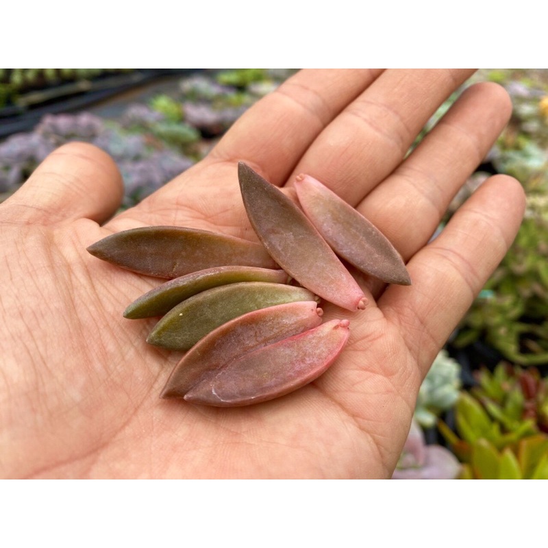 COMBO 5 LÁ MẦM SEN ĐÁ ĐÁ ĐỎ KHỎE ĐẸP LỖI 1 ĐỔI 1