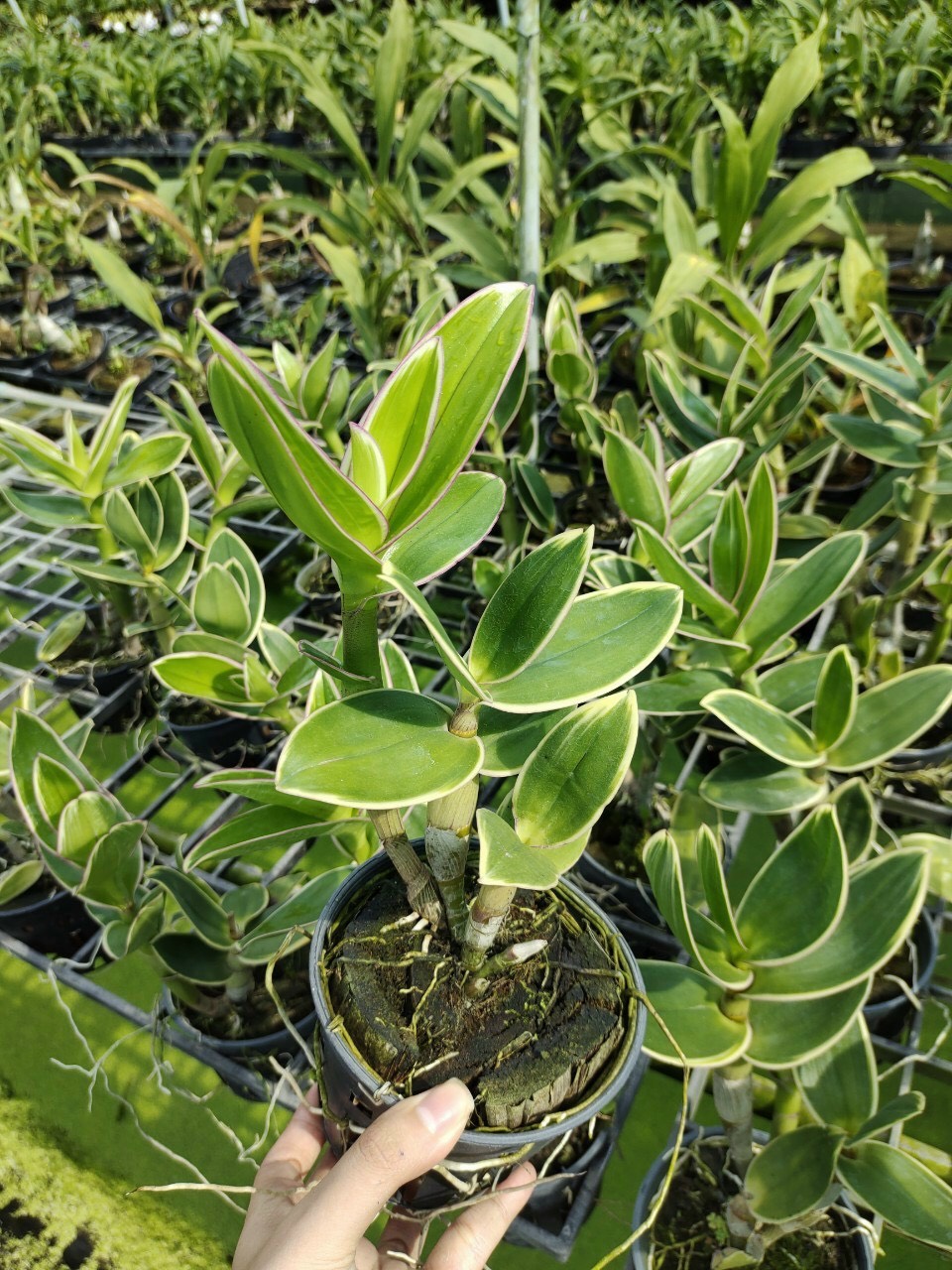 HOA LAN DENRO CHỚP LÁ BIÊN MÊKONG XANH