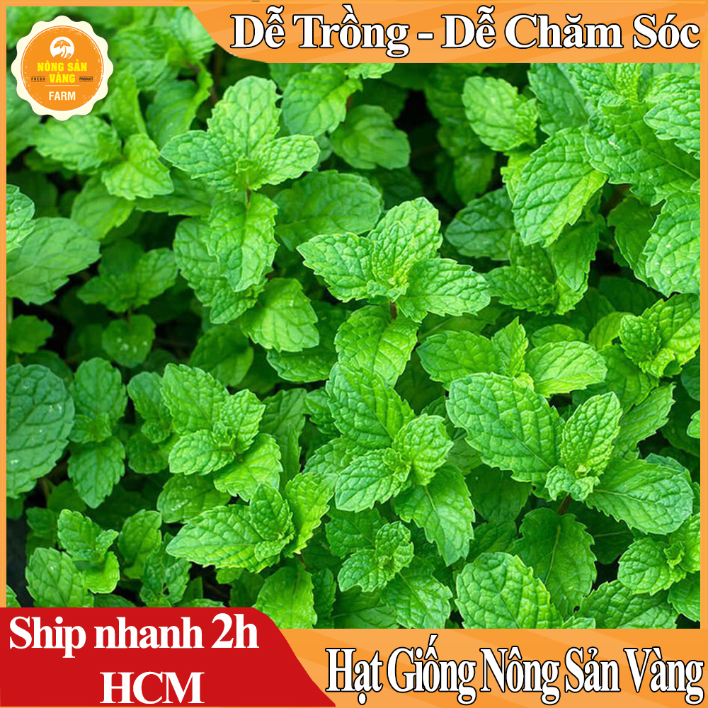 [Collectibles code 10K also 1K] vegetable seeds Basil lủi, mint and synthetic seeds vegetables fruit easy to grow in shallow gold
