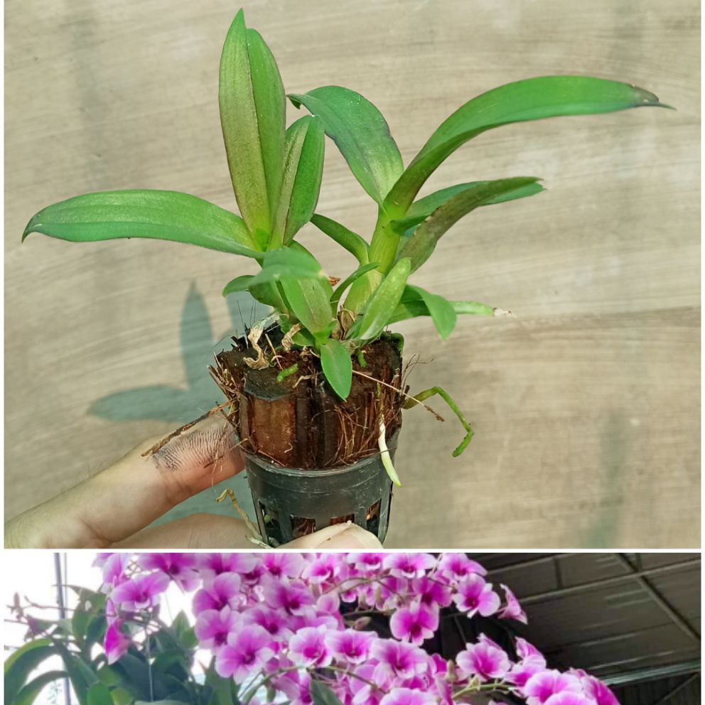 [HCM]Lan giống Dendro Yaya Mini Cực đẹp