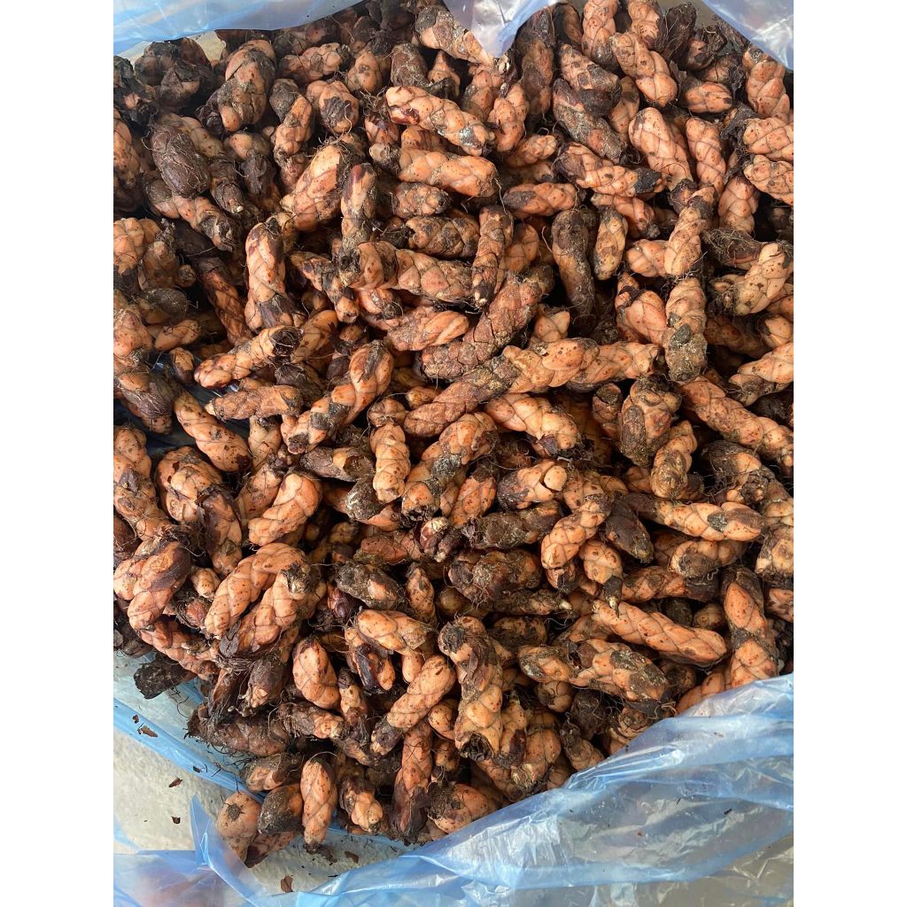 Combo 5 củ hoa bướm đêm lá tím hoa trắng-trồng quanh năm