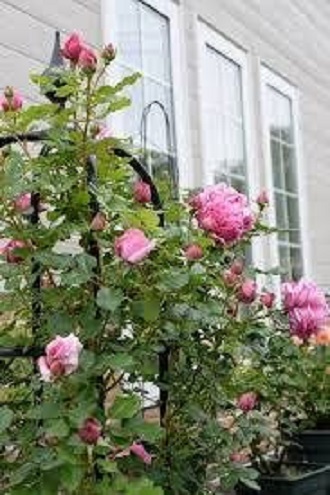 3 bầu hoa hồng leo Pompadour Pháp thơm nức