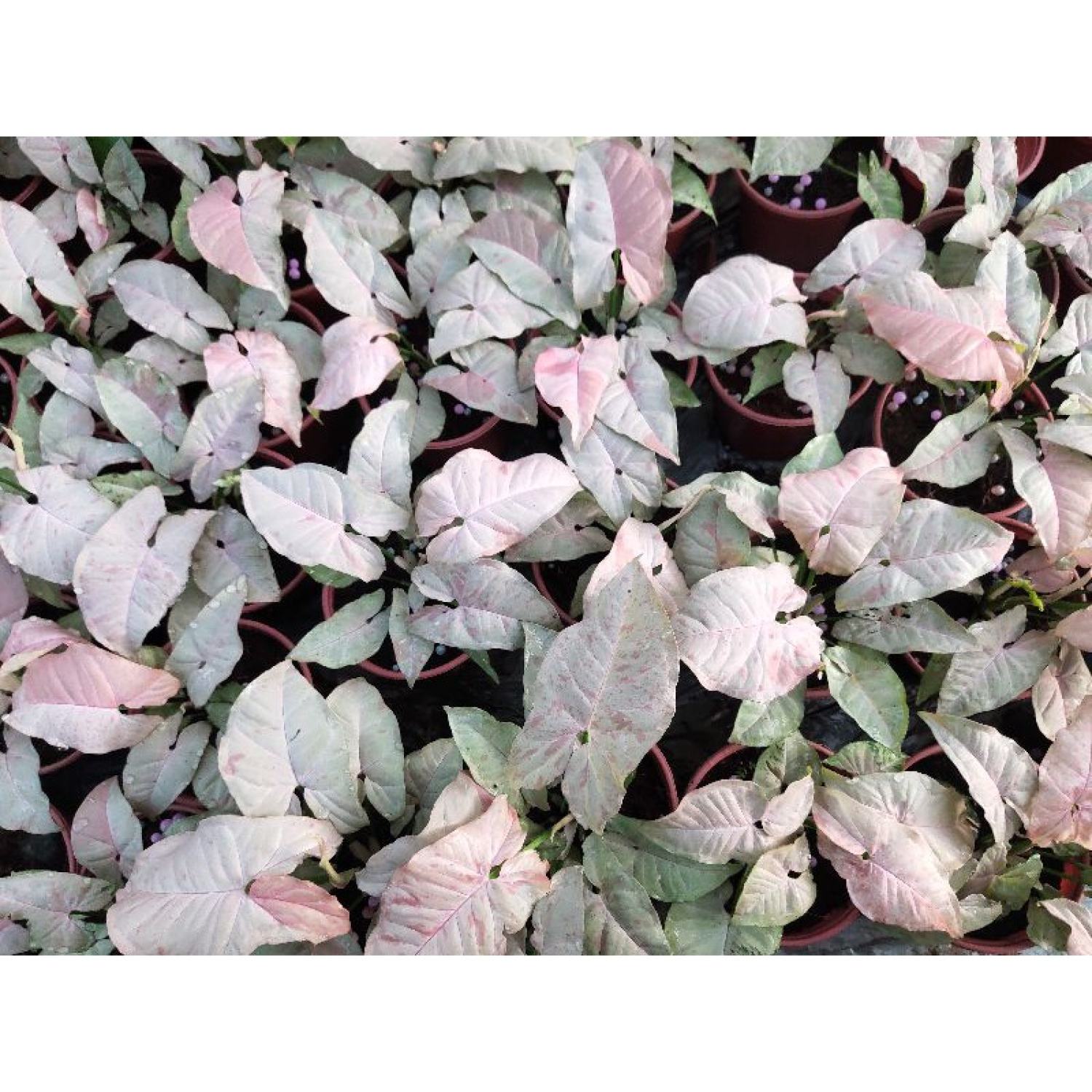 Trầu bà hồng đốm / Syngonium pink spot