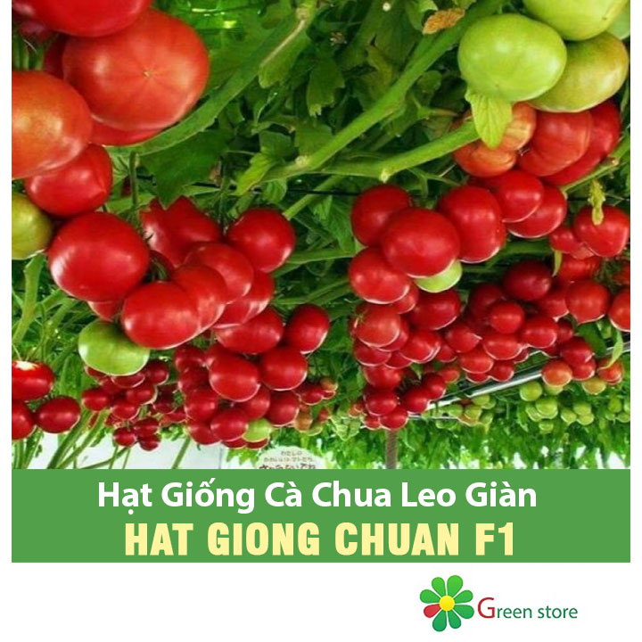 Hạt giống Cà Chua Leo Giàn