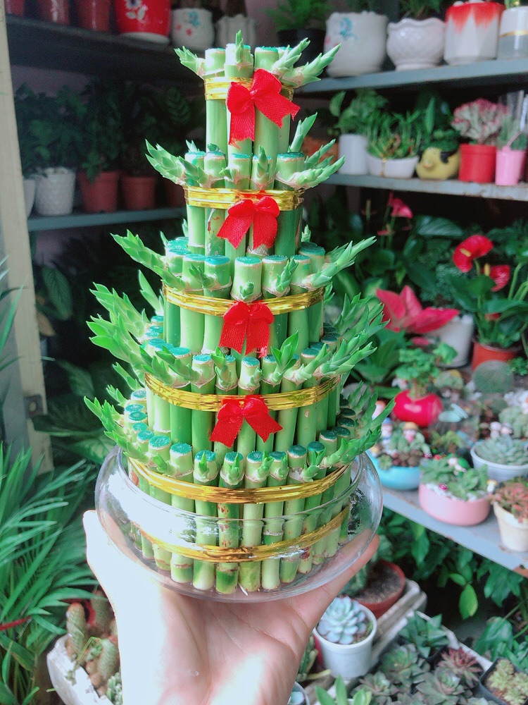 [HCM]Chậu Trúc Phát Tài 5 Tầng