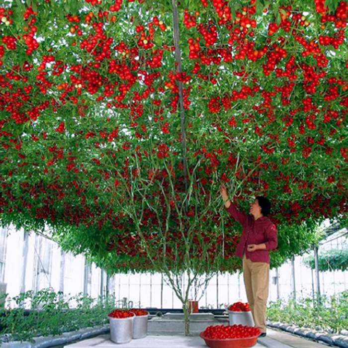 Hạt giống cà chua leo giàn