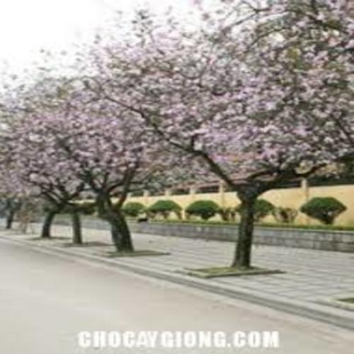 COM BO 2 CÂY BAN TRẮNG CÂY GIỐNG