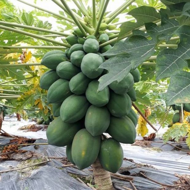 Hạt giống đu đủ lùn siêu trái/gói 10 hạt