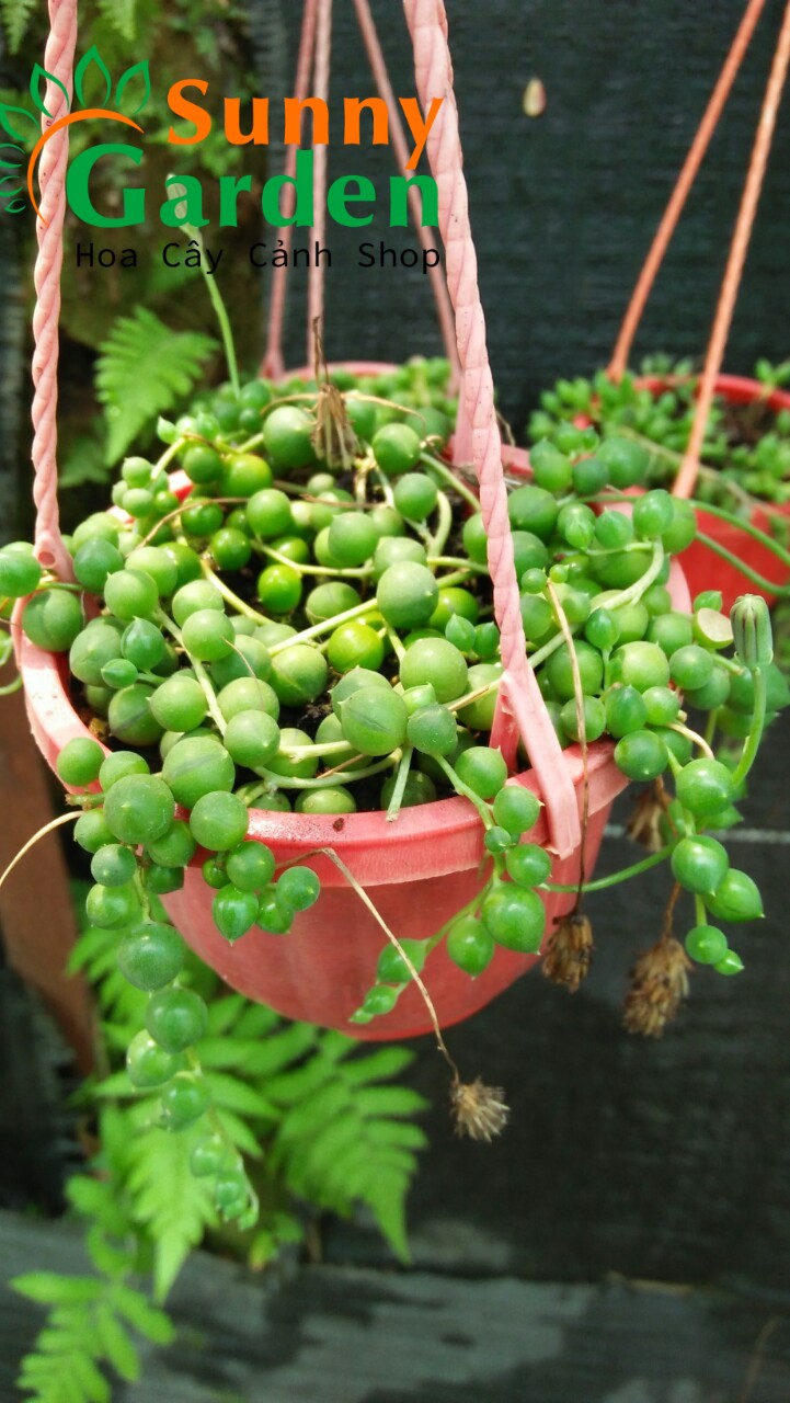 Sen đá mắt ngọc - chậu trung