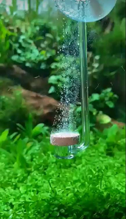 [Hoàn Tiền 10%] Cốc Sủi CO2 Siêu Mịn NEO CO2 DIFFUSER  - Normal Special Size M
