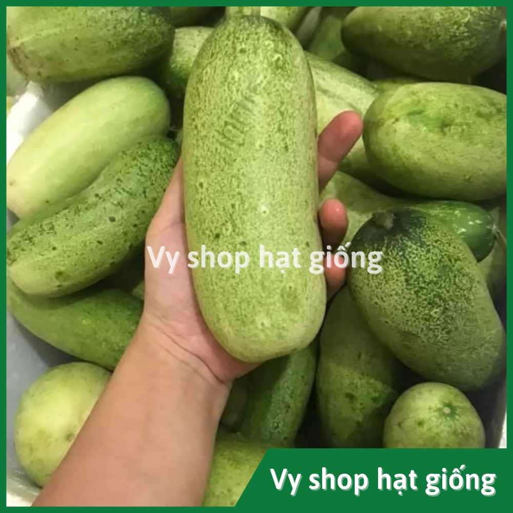 Hạt giống dưa chuột mèo (dưa leo) Thái Lan gói 200 hạt