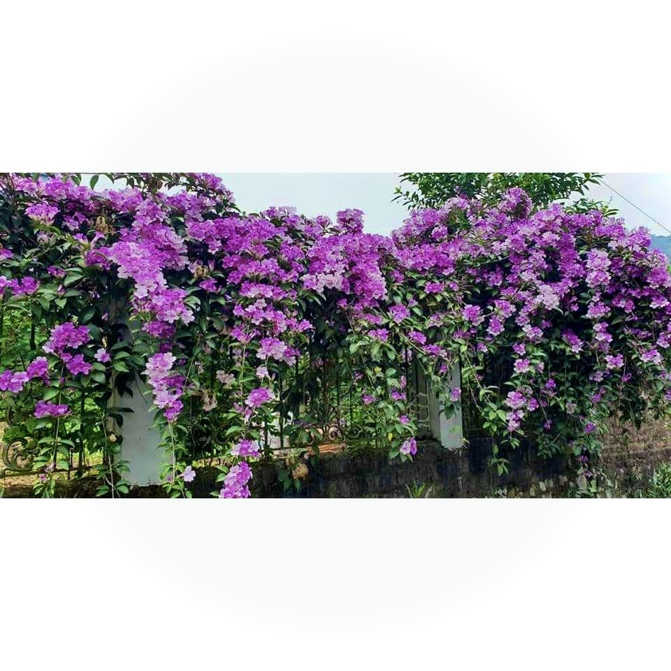 Cây lan tỏi trưởng thành cao 1m (ảnh thật)