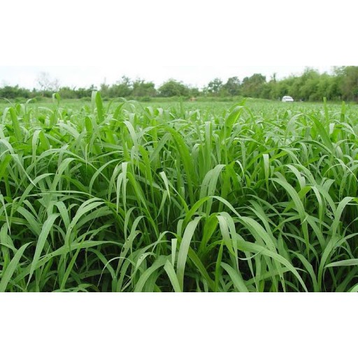 Gói 100gr hạt giống cỏ chịu ngập ubon paspalum