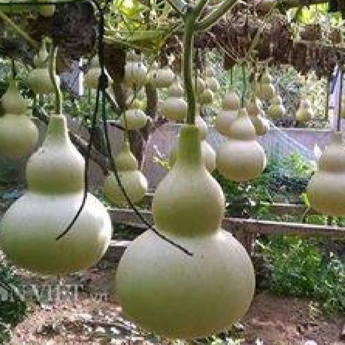 Hạt giống bầu hồ lô leo dàn(gói 5 hạt)