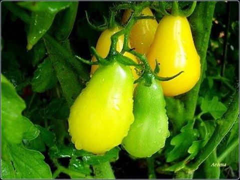 "Gói 30 Hạt " Hạt giống cà chua quả lê vàng