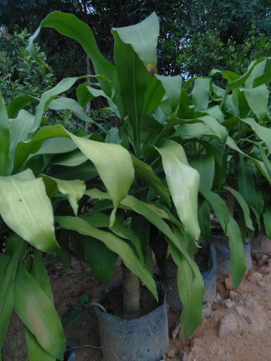 Thiết mộc lan - phát tài khúc