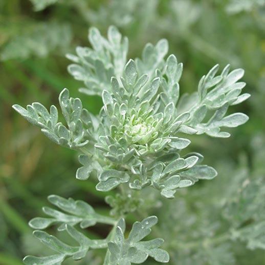 Gói 50  hạt giống Ngải Đắng Wormwood