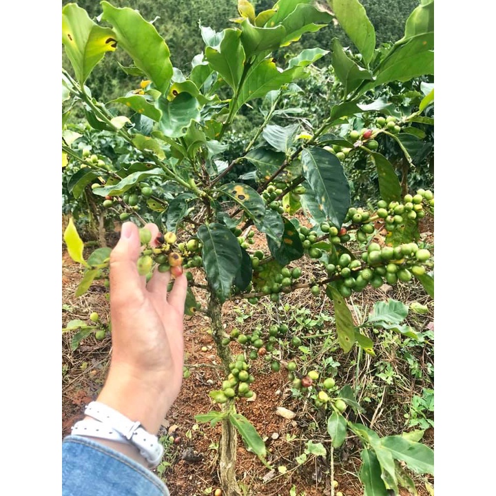 Cây cà phê giống cấy mô phù hợp mọi loại đất (cây giống bảo hành )