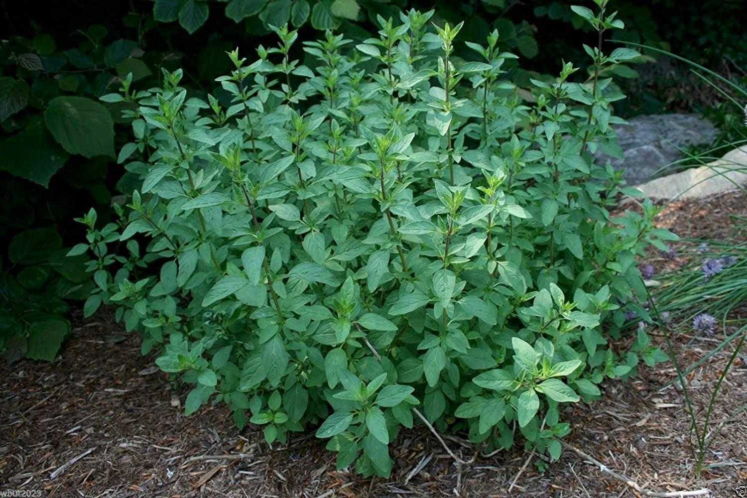 100h Hạt Giống Bạc Hà Spearmint (B3.501| C26*W50*M242)