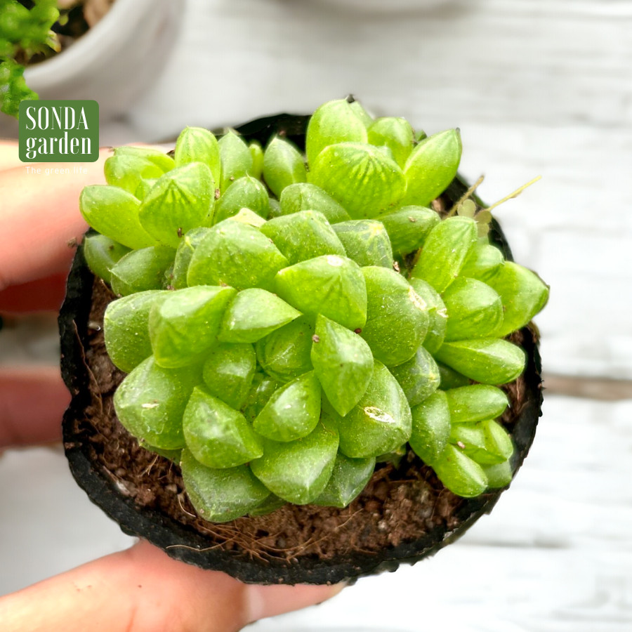 SEN ĐÁ NGỌC LÁ BÉ SIZE BÉ KHOẺ ĐẸP LỖI 1 ĐỔI 1