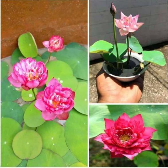 HẠT GIỐNG HOA SEN NHẬT MINI - GÓI 5 HẠT