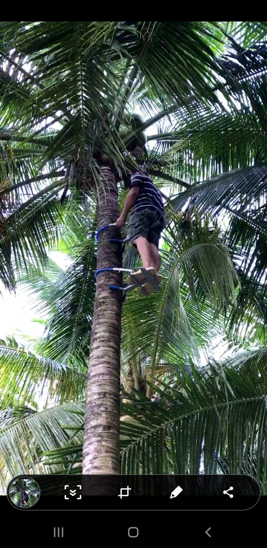 DỤNG CỤ LEO CÂY DỪA KIỂU NGỒI LEO