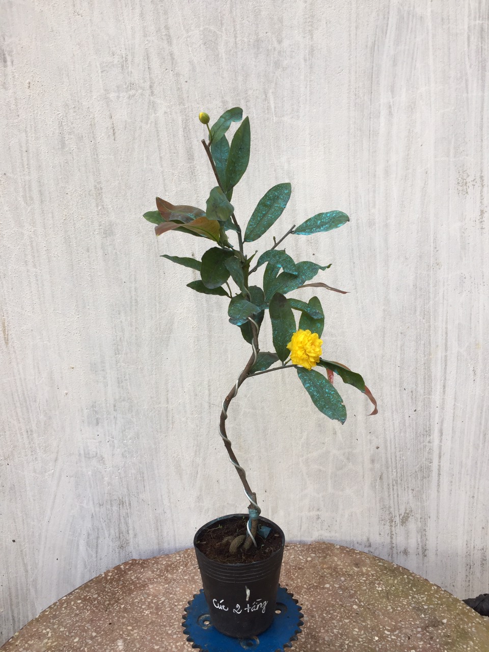 Mai Cúc 2 Tầng