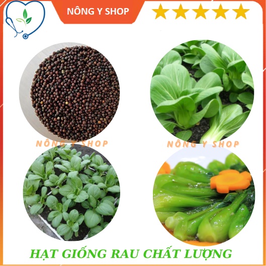 (Túi zip 100 hạt trồng thử)-Hạt giống rau cải thìa (cải chíp) Rạng đông RADO 77