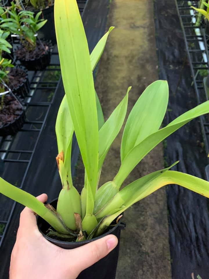 HOA LAN VŨ NỮ KẸO THƠM