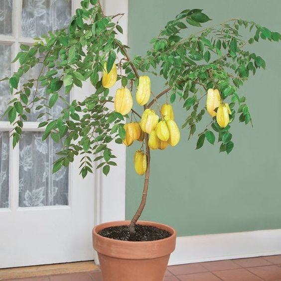 (MỚI) CÂY KHẾ CHUA , CÂY ĐẸP