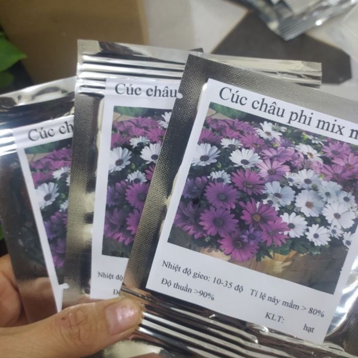 Hạt giống cúc châu phi - 50 hạt