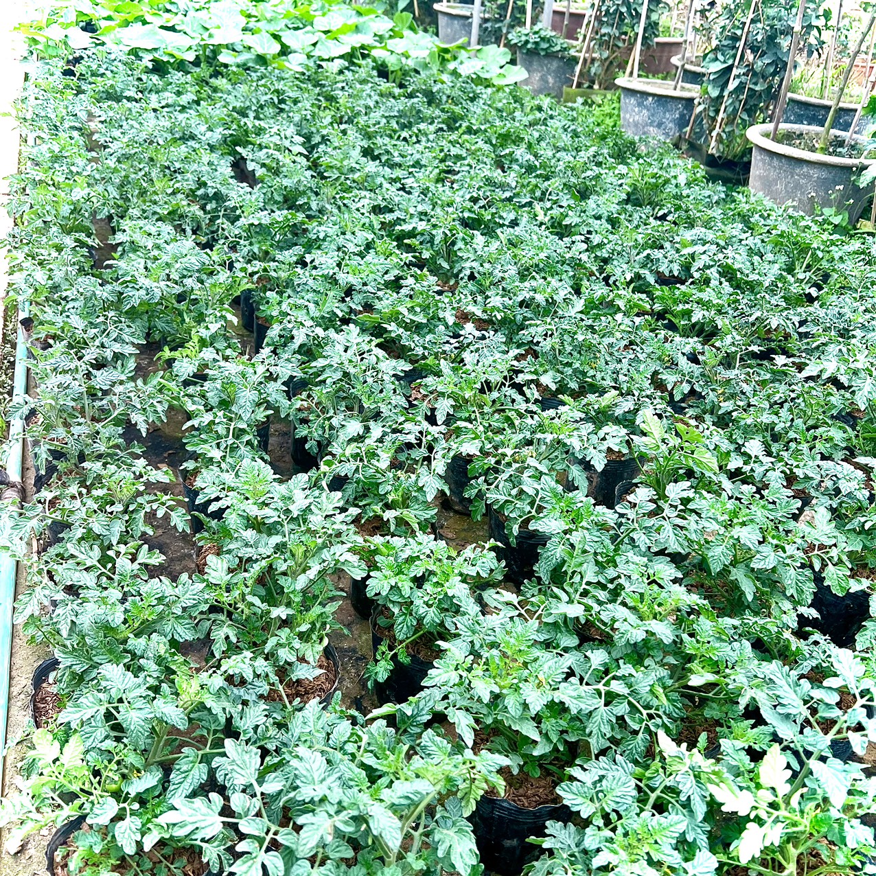 Cây cà chua lùn siêu quả (ảnh thật số2)